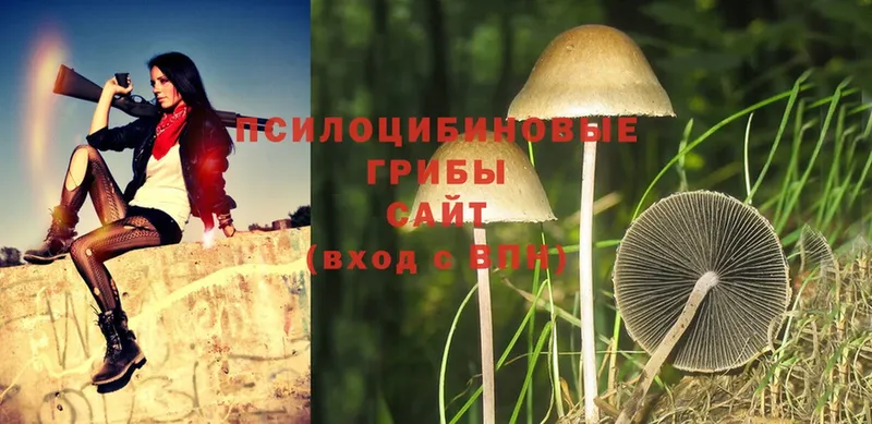 Галлюциногенные грибы Psilocybine cubensis  Кинель 